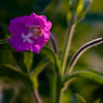 Pink-flowers.jpg