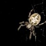 Spider672-ja.jpg