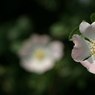 Pinkneys_006_JFR.jpg