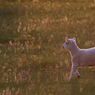 sheep.jpg