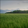 BeechingGroveWood-DaveMundy.jpg
