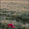 VeryTallBarley-DaveMundy.jpg