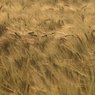 WavesInTheBarley-9166.jpg
