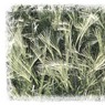 grass1byRod.jpg