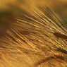 juneswalks002webbarley.jpg