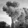 IRtree.jpg