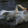 Ingrid_fightingswans2.jpg