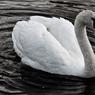 Swan-Two.jpg