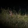 Walkingthekids-GB.jpg