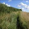 Path-near-Swyncombe-Down.jpg