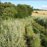 Path-towards-Ewelme-Park.jpg
