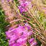 Rose-Bay-Willow-Herb.jpg