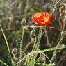 Wild-poppy-flower.jpg