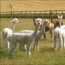Alpacas.jpg