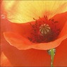 Backlitpoppy.jpg