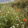 Julywildflowers.jpg