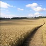 Paththroughbarleyfield.jpg