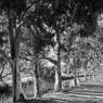 Eucalypts.jpg