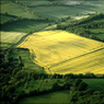 Rapefieldcopy.jpg