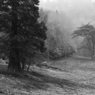 Woodchester_Park_Joe_Humm.jpg