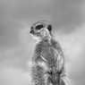 Compare_the_Meerkat.com_-_Steve_Mundy.jpg