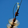 Electric-wire-MK.jpg