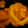 flower.jpg