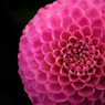flower10.jpg