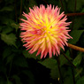 flower11.jpg