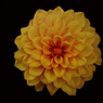 flower12.jpg