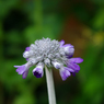 flower13.jpg