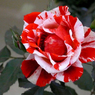 flower2.jpg