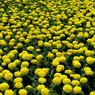 flower3.jpg