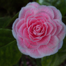 flower4.jpg