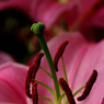 flower5.jpg