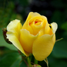 flower6.jpg