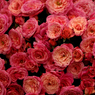 flower7.jpg