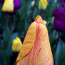 flower8.jpg