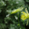 flower9.jpg