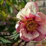 IMG_3646_edited-2resize.jpg