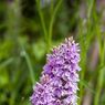 IMG_4020_edited-1resize.jpg