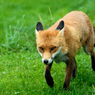 DSC_0437.jpg