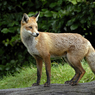 DSC_0523.jpg