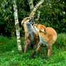 DSC_0531.jpg