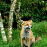 DSC_0534.jpg