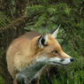 DSC_0551.jpg