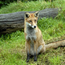 DSC_0553.jpg
