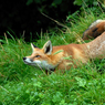 DSC_0588.jpg