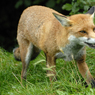 red_predatory.jpg