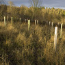 CadmoorWood.jpg